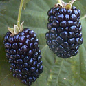 blackberry_T